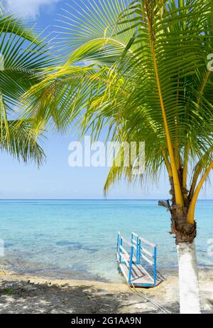 Kokospalmen an einem Strand auf der mexikanischen Insel Cozumel, im Hintergrund ein Gang über das Wasser, den blauen Himmel und den Karibischen Ozean. Stockfoto