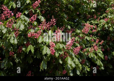 Aesculus x Carnea rosa Blütenstand Stockfoto