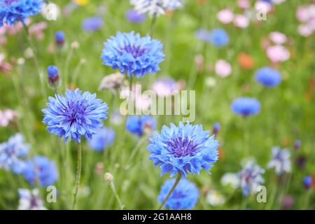 Centaurea Cyanus Blume aus nächster Nähe Stockfoto