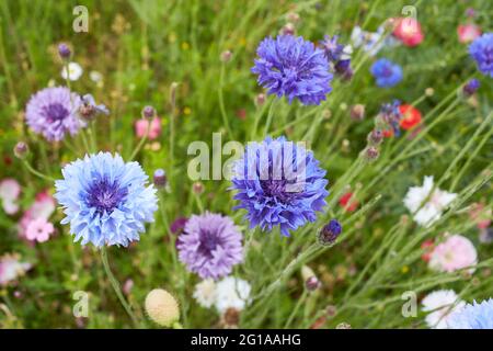 Centaurea Cyanus Blume aus nächster Nähe Stockfoto