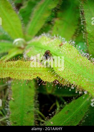 Fleischfressende Pflanze oder Insektenfresser (Drosera capensis) Stockfoto