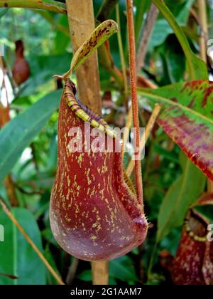 Nepenthes, fleischfressende Pflanze, Insektenfressende Pflanze Stockfoto