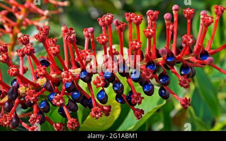 Exotische Blütenpflanze (Norantea brasiliensis) Stockfoto