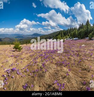 Blühender violetter Crocus heuffelianus (Crocus vernus) Alpenblumen auf dem karpatischen Hochplateau im Frühling, Ukraine. Stockfoto