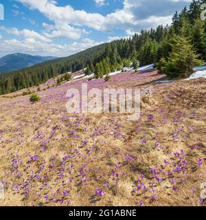 Blühender violetter Crocus heuffelianus (Crocus vernus) Alpenblumen auf dem karpatischen Hochplateau im Frühling, Ukraine. Stockfoto