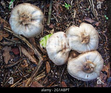 Pilze auf dem Boden im tropischen Regenwald Stockfoto