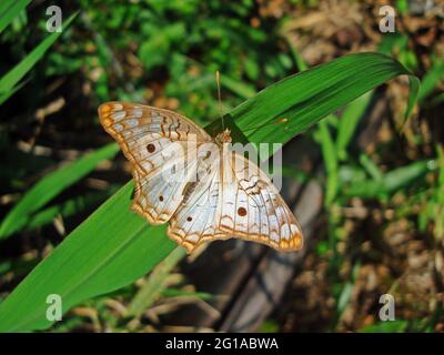 Schmetterling auf Blatt, weißer Pfauenschmetterling (Anartia jatrophae) Stockfoto