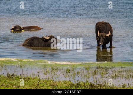 Wasserbüffel im Naturschutzgebiet Bislicher Insel am Niederrhein bei Xanten, Auenlandschaft, Nordrhein-Westfalen, Deutschland. Wasserbue Stockfoto