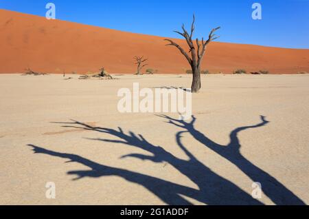 Dead Vlei, Namib-Naukluft-Nationalpark, Namib-Wüste, Namibia. Stockfoto