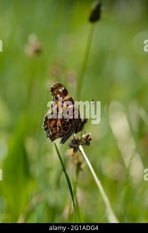 Die Karte (Araschnia levana) ist ein Schmetterling der Familie Nymphidae, brauner und oranger Schmetterling, aus der Nähe. Stockfoto