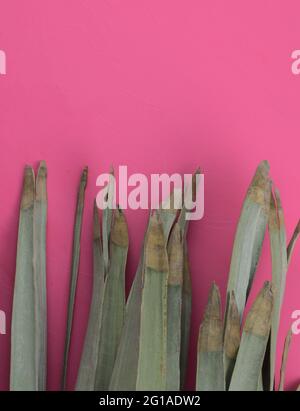 Schöne trockene Palmblätter flach legen auf Acryl rosa Aquarell abstrakte Textur Hintergrund. Stockfoto