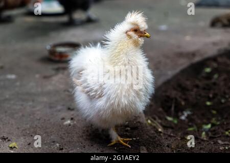 Weißes, seidiges Hühnchen in ländlicher Umgebung. Stockfoto
