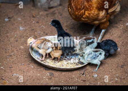 Mutter Henne mit Baby Küken Fütterung im ländlichen Hof. Stockfoto