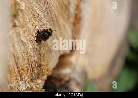 Bumble Bee in Wood Log Stockfoto