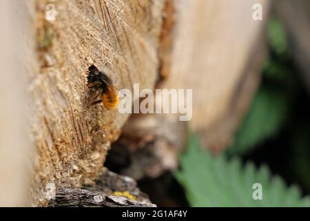 Bumble Bee in Wood Log Stockfoto