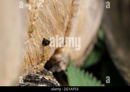Bumble Bee in Wood Log Stockfoto