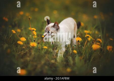 Süßes Thai-Kätzchen, das im Sommer auf einer Wiese zwischen grünem Gras und gelb blühenden Dandelionen schleicht. Ein Haustier in der Natur. Stockfoto