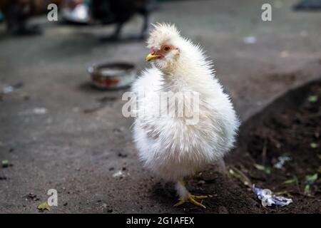 Weißes, seidiges Hühnchen in ländlicher Umgebung. Stockfoto