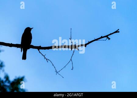 Silhouette, die auf einem Ast gegen das dramatische Licht sitzt. Hintergrund mit Silhouette eines kleinen Vogels Stockfoto