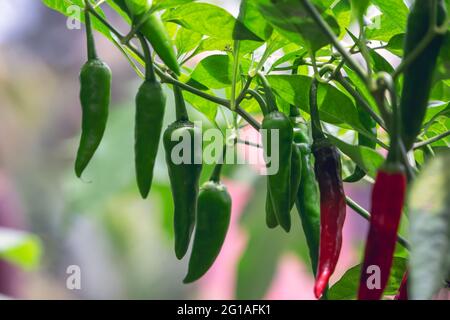 Rote und grüne Chilischoten wachsen in einem Gemüsegarten. Stockfoto