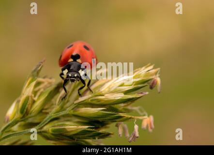 Lady Bug, Marienkäfer, Coccinellidae, auf einem Blatt sitzend, Britisch Stockfoto