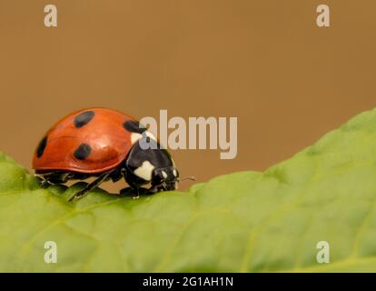 Lady Bug, Marienkäfer, Coccinellidae, auf einem Blatt sitzend, Britisch Stockfoto