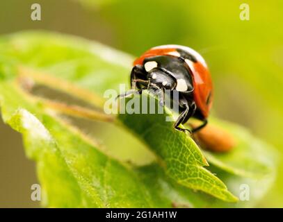 Lady Bug, Marienkäfer, Coccinellidae, auf einem Blatt sitzend, Britisch Stockfoto