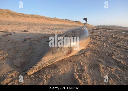 Toter Kurzschnabeldelfin, der auf Freshwater West, Pembrokeshire, Wales, Großbritannien, an Land gespült wurde Stockfoto