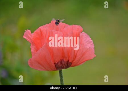 Orientalischer Mohn, Papaver orientale, besucht von einer Biene Stockfoto