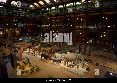 Frankreich, Paris, Jardin des Plantes, Grande Galerie de l Evolution (Evolution Gallery) Stockfoto