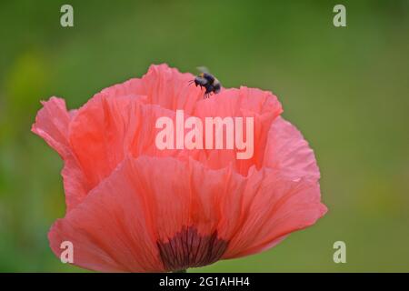 Orientalischer Mohn, Papaver orientale, besucht von einer Biene Stockfoto