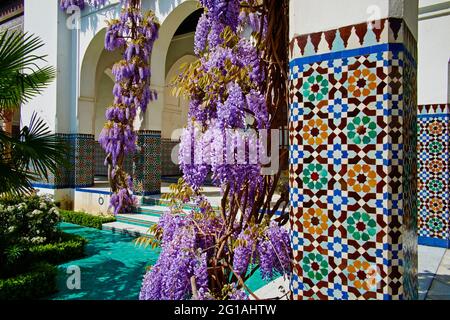 Frankreich, Paris, Pariser Moschee, Glyzinienblume Stockfoto