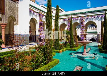 Frankreich, Paris, Pariser Moschee, Glyzinienblume Stockfoto