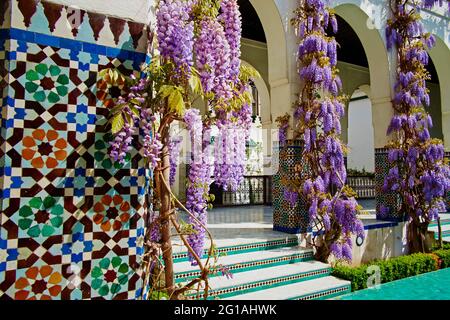 Frankreich, Paris, Pariser Moschee, Glyzinienblume Stockfoto