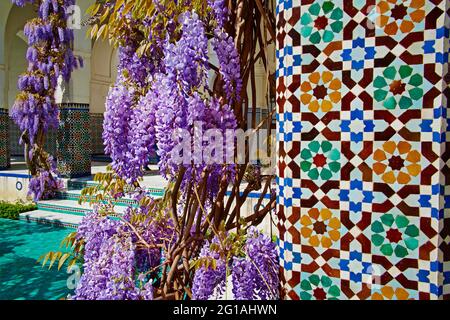 Frankreich, Paris, Pariser Moschee, Glyzinienblume Stockfoto