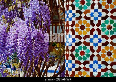 Frankreich, Paris, Pariser Moschee, Glyzinienblume Stockfoto