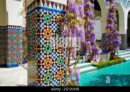 Frankreich, Paris, Pariser Moschee, Glyzinienblume Stockfoto