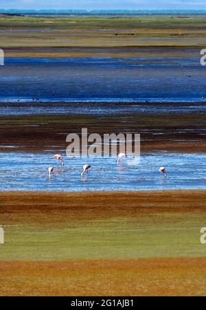 Flamingos in der Nähe von El Chalten, Santa Cruz, Argentinien. Stockfoto