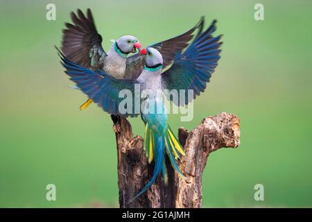 Das Bild des Malabarsittichs (Psittacula columboides) in Shimoga, Karnatka, Indien, Asien Stockfoto