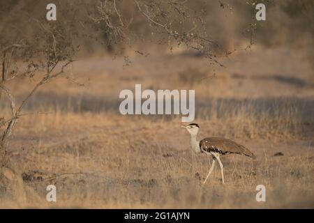 Das Bild der Großen indischen Trappe (Ardeotis nigriceps) in Rajasthan, Indien, Asien Stockfoto