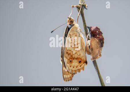 Nahaufnahme eines Schmetterlings (Blauer Stiefmütterchen) an einem Ast, nachdem er aus der Chrysalis oder Puppe hervorgegangen ist. Makrofotografie. Stockfoto