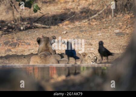 Das Bild des asiatischen Löwen ( Panthera leo persica) wurde im Gir-Nationalpark, Gujarat, Indien, Asien, aufgenommen Stockfoto