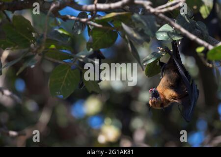 Das Bild des indischen fliegenden Fuchses (Pteropus giganteus) im Gir-Nationalpark, Gujarat, Indien, Asien Stockfoto