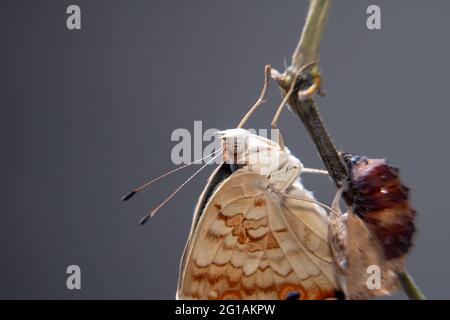 Nahaufnahme eines Schmetterlings (Blauer Stiefmütterchen) an einem Ast, nachdem er aus der Chrysalis oder Puppe hervorgegangen ist. Makrofotografie. Stockfoto