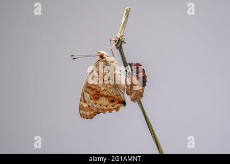 Nahaufnahme eines Schmetterlings (Blauer Stiefmütterchen) an einem Ast, nachdem er aus der Chrysalis oder Puppe hervorgegangen ist. Makrofotografie. Stockfoto