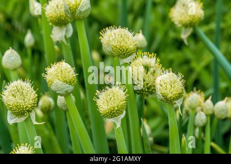 WINTERZWIEBELN blüht heftig in großen Blütenständen, Allium fistulosum, Zwiebelhäppchen Stockfoto