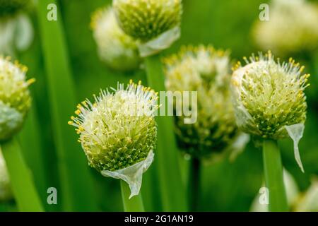 WINTERZWIEBELN blüht heftig in großen Blütenständen, Allium fistulosum, Zwiebelhäppchen Stockfoto