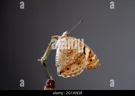 Nahaufnahme eines Schmetterlings (Blauer Stiefmütterchen) an einem Ast, nachdem er aus der Chrysalis oder Puppe hervorgegangen ist. Makrofotografie. Stockfoto