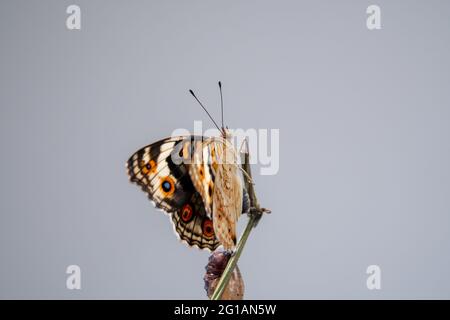 Nahaufnahme eines Schmetterlings (Blauer Stiefmütterchen) an einem Ast, nachdem er aus der Chrysalis oder Puppe hervorgegangen ist. Makrofotografie. Stockfoto