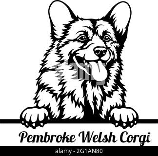 Pembroke Welsh Corgi Peeking Dog - Kopf isoliert auf weißem - Vektorstock Stock Vektor